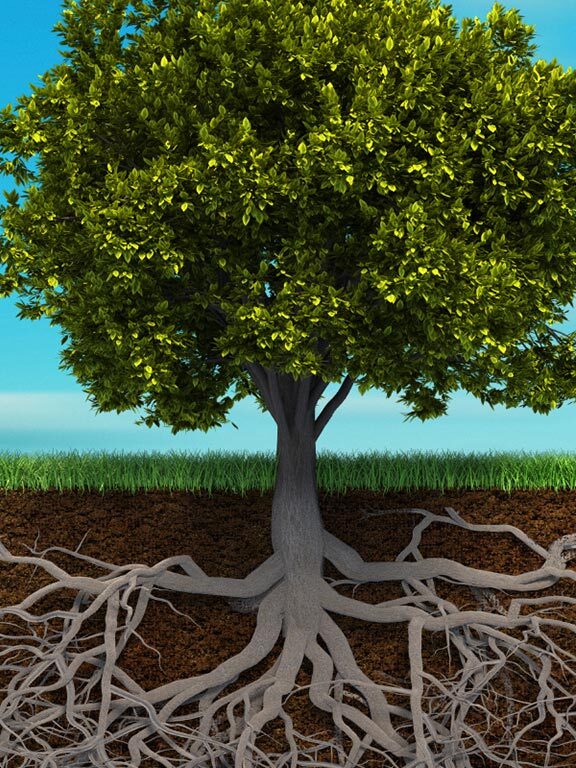 fonksiyonel tıp nedir?